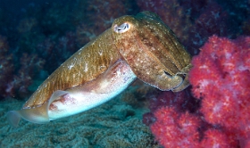 Birmanie - Mergui - 2018 - DSC02741 - Broadclub cuttlefish - Seiche - Sepia latimanus